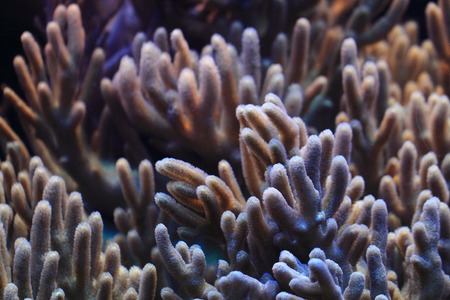 coral texture as nice underwater natural backgroundの写真素材