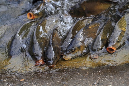 hungry carp fishes (this fish is traditional czech christmas food)