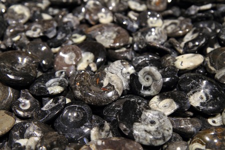 amonite fossils as gems - nice geology background