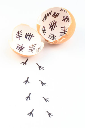 empty egg shells isolated on the white backgroundの写真素材