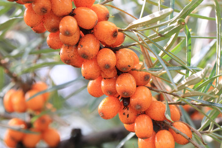 sea buckthorn fruits as exotic food background