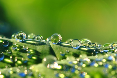 water drops on the green leaf background