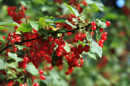 red currant plant as fresh natural summer fruitの写真素材