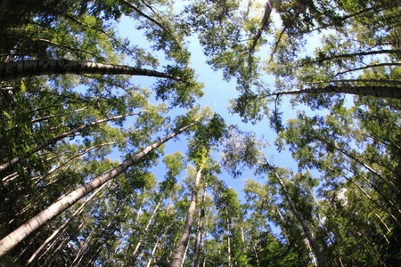 birch forest and blue sky as nice background