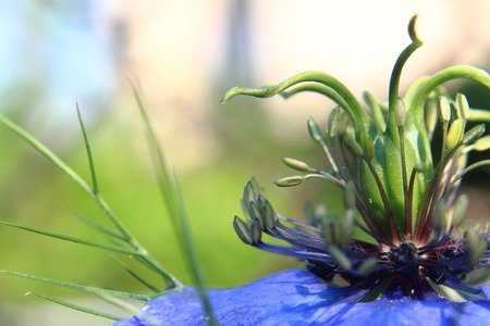 detail of nice blue flower as natural backgroundの写真素材