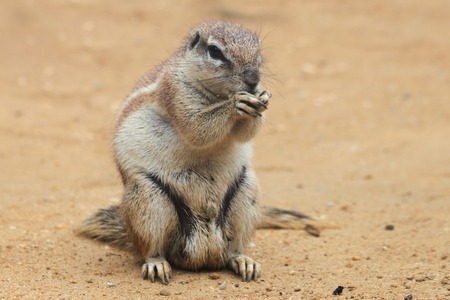 small exotic sand squirrel in the desertの写真素材