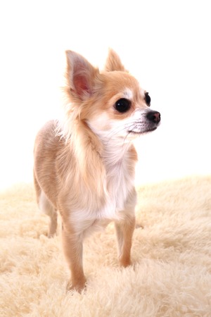 brown chihuahua isolated on the white backgroundの写真素材