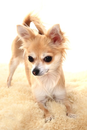 brown chihuahua isolated on the white backgroundの写真素材