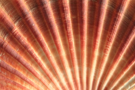 sea shell texture as nice natural  background