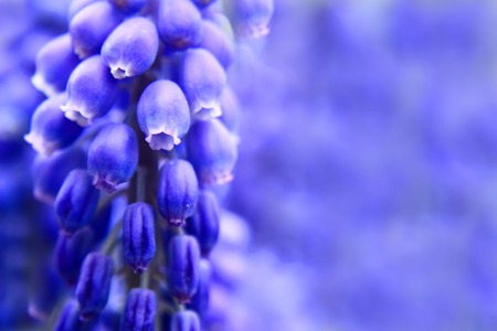 grape hyacinth flower as nice blue backgroundの写真素材