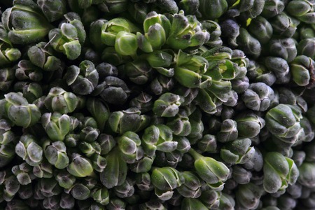 green broccoli vegetable texture as natural food backgroundの写真素材