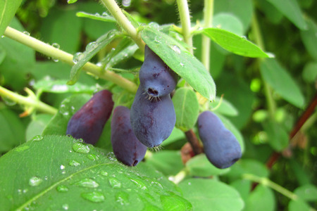 honeysuckle berries - first fruit from my garden (end of spring)の写真素材