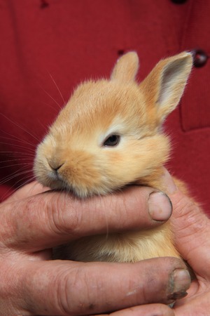 small brown rabbit in old human handsの写真素材