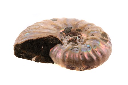 ammonite fossil isolated on the white backgroundの写真素材