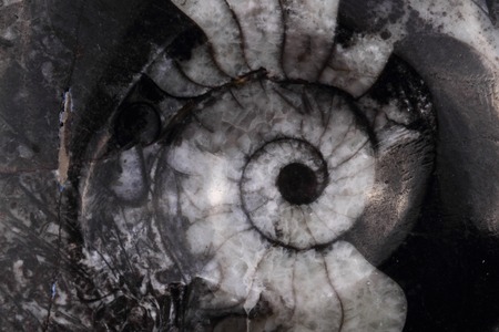 abstract amonite fossil as nice geology backgroundの写真素材
