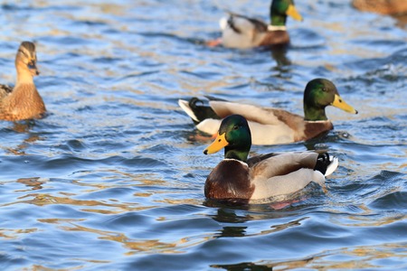 wild ducks in the lake - wildlife animals