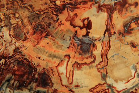 fossil wood texture as natural stone backgroundの写真素材