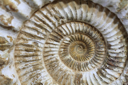 ammonites fossil as nice natural geology backgroundの写真素材