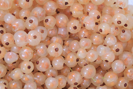 white currant as very nice fruit background
