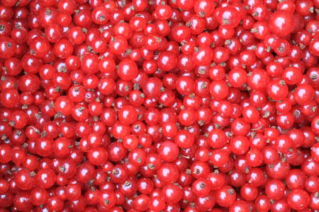 fresh red currant as nice fruit background