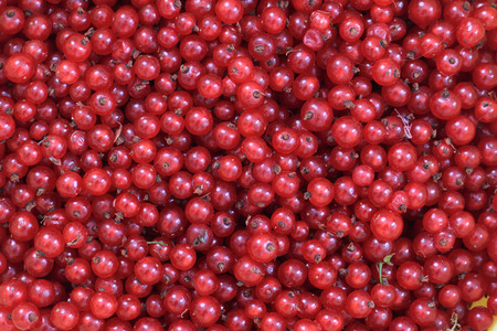 fresh red currant as nice fruit backgroundの写真素材
