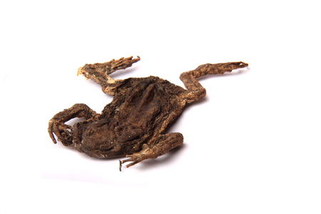 daed frog isolated on the whit backgroundの写真素材