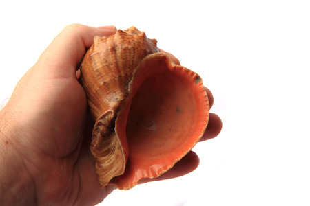 bulgarian shell isolated on the white backround