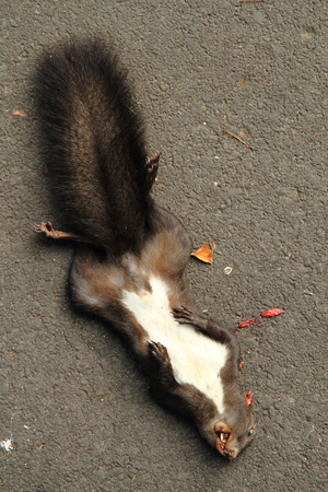 dead squirrel on the road as sad roadkillの写真素材