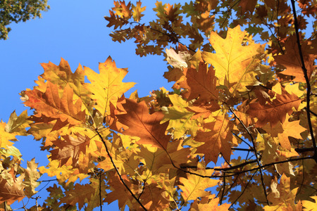 autumn leaves and blue sky as nice natural background