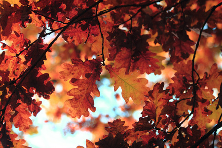 autumn leaves and blue sky background