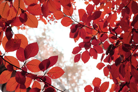 autumn leaves texture backgroundの写真素材