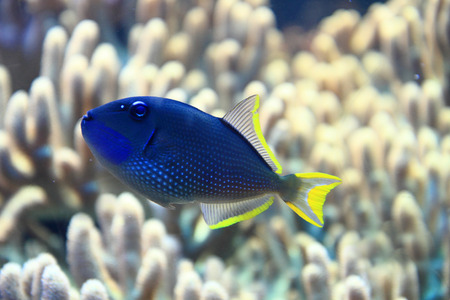 exotic fish in the sea with coral backgroundの写真素材