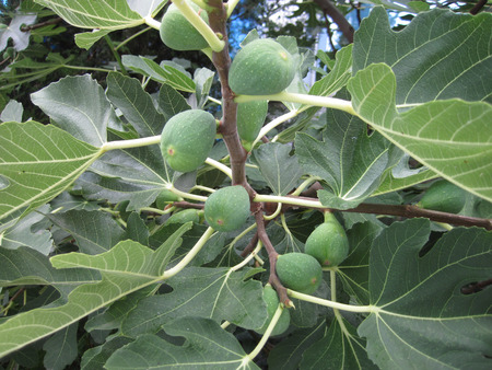 natural fig plants as very nice food background