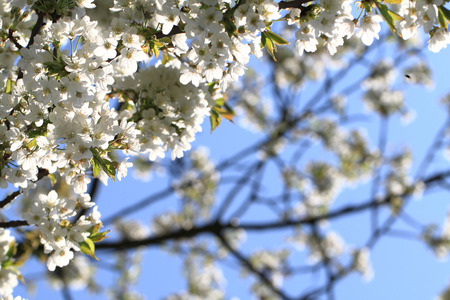 apple tree flowers and the blue sky