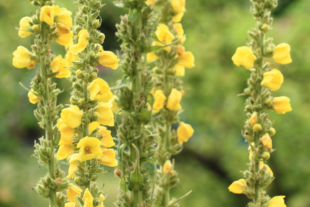mullein flowers as very nice medical background