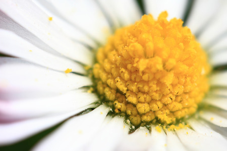 detail of daisy flower as nice backgroundの写真素材