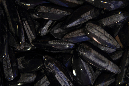 fossil stones with sea creatures frozen in time as nice backgroundの写真素材