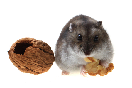 dzungarian hamster with walnut isolated on the white backgroundの写真素材