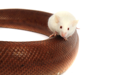 rainbow boa snake and his friend small white mouse