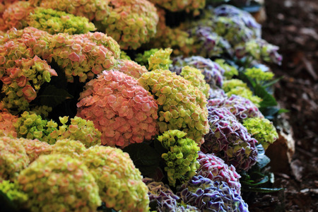 hortensia flowers as very nice natural background