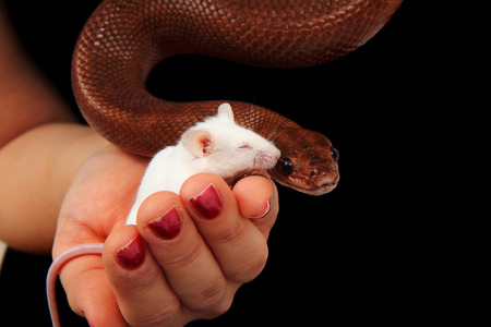 rainbow boa snake and his friend small white mouseの写真素材