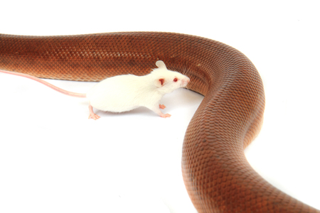 rainbow boa snake and his friend small white mouse