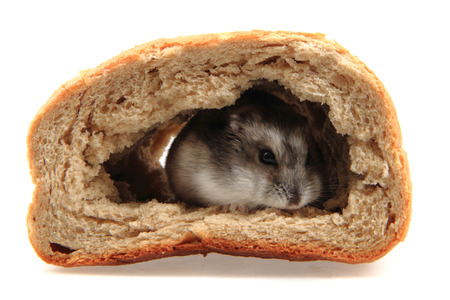 dzungarian hamster in the bread isolated on the white backgroundの写真素材