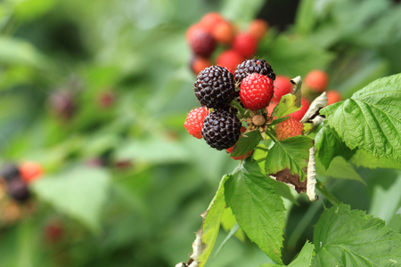 fresh blackberry as very nice fruit background