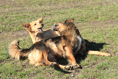 two dogs are fighting in the grass