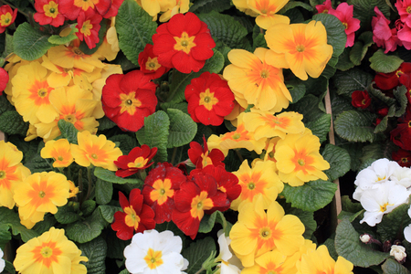 spring polyanthus flowers as very nice natural backgroundの写真素材