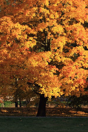 autumn leaves as nice natural color background