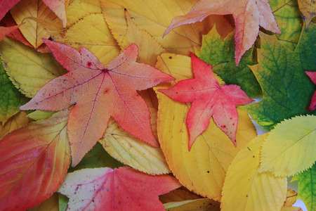 autumn leaves texture as nice natural background