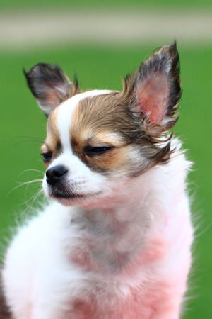 12 weeks old chihuahua in the grassの写真素材