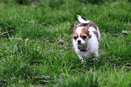 12 weeks old chihuahua in the grassの写真素材
